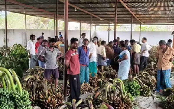 வாழைத்தார் விலை உயர்வு - விவசாயிகள் மகிழ்ச்சி