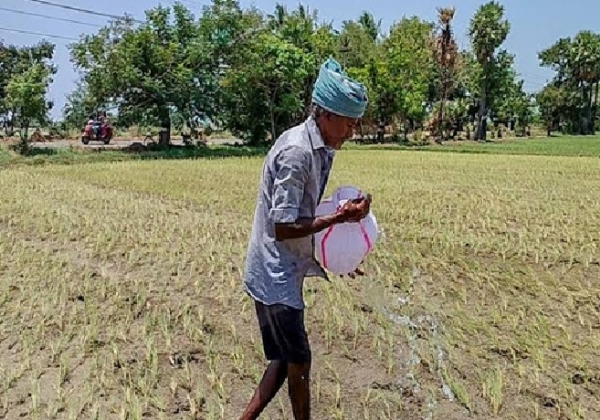 தண்ணீரின்றி கருகும் குருவை - நன்னிலம் சுற்றுவட்டாரத்தில் ஆயிரம் ஏக்கர் நெற்பயிர்கள் நாசம்
