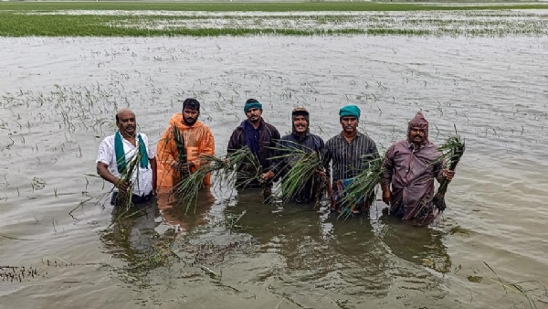 திருவாரூர் அருகே வெள்ளத்தில் மூழ்கிய பயிர்கள் - அறுவடைக்கு தயாரான 500 ஏக்கர் நெல் சேதம்