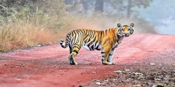 கூடலூர் அருகே 2 பேரை கொன்ற புலியை பிடிக்க 7 கூண்டுகள் - 38 கண்காணிப்பு கேமராக்கள் அமைப்பு