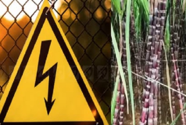 Kabaddi player dies after getting caught in an illegal electric fence Kabaddi player dies after getting caught in an illegal electric fence