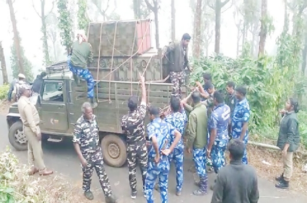நீலகிரியில் புலியை பிடிக்கும் பணி தீவிரம் - 90 பேர் கொண்ட வனக்குழுவினர் தேடுதல் வேட்டை