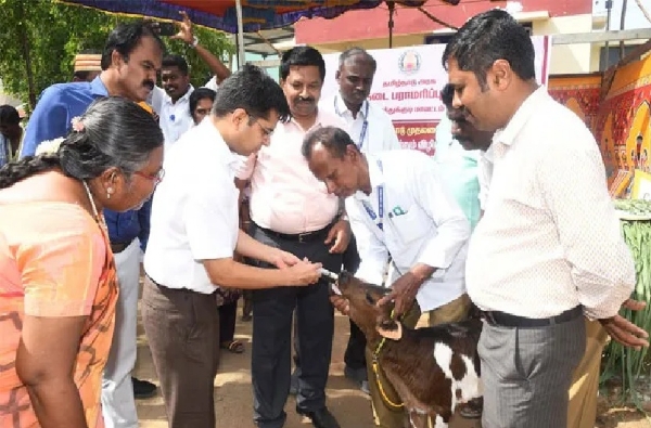 Special livestock health and awareness camp launched in Thoothukudi. Special livestock health and awareness camp launched in Thoothukudi.