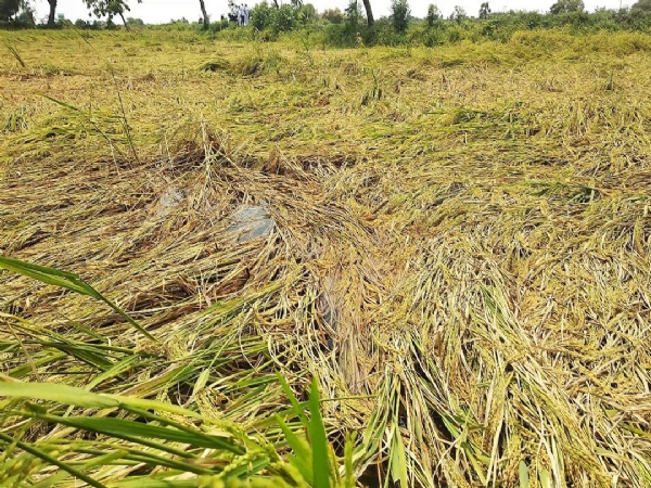 நெற்பயிர்கள் சேதம்
