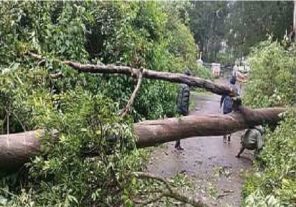 உதகை - குன்னூர் தேசிய நெடுஞ்சாலையில் ராட்சத மரம் விழுந்து போக்குவரத்து கடும் பாதிப்பு உதகை - குன்னூர் தேசிய நெடுஞ்சாலையில் ராட்சத மரம் விழுந்து போக்குவரத்து கடும் பாதிப்பு