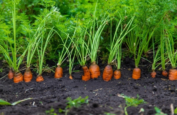 high yield in carrot cultivation high yield in carrot cultivation
