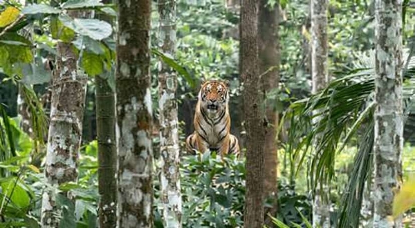 புலி புலி