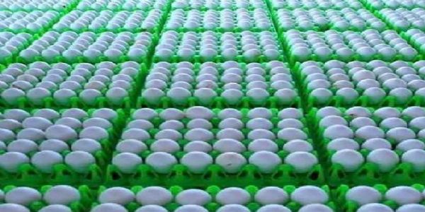 நாமக்கல்லில் முட்டை விலை குறைவு - சென்னையில் ஒரு முட்டை ரூ.5.80க்கு விற்பனை
