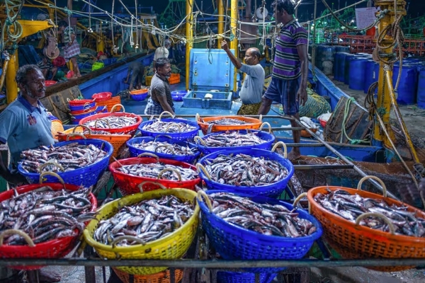 Fish prices drop in Thoothukudi due to increased supply. Fish prices drop in Thoothukudi due to increased supply.