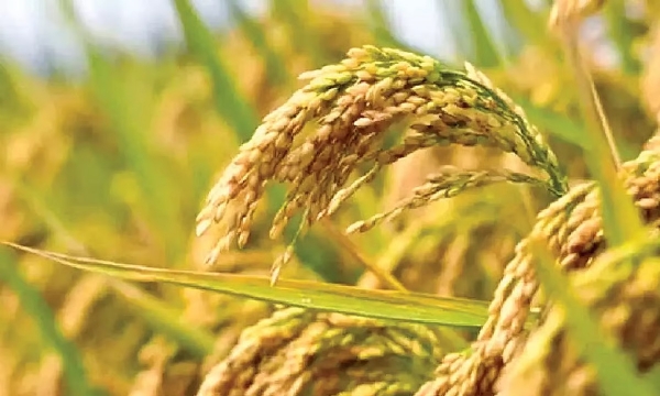New procurement price for paddy in Tamil Nadu comes into effect tomorrow New procurement price for paddy in Tamil Nadu comes into effect tomorrow