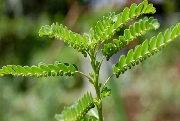 Medicinal benefits of Keezhanelli (Bhumyamalaki)