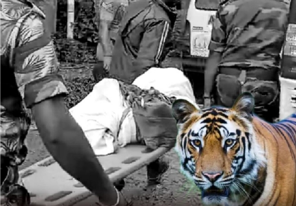 Man killed in tiger attack in Gudalur Man killed in tiger attack in Gudalur