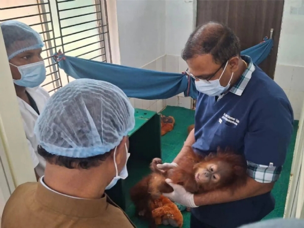 மீட்கப்பட்ட ஐந்து குட்டி உராங்குட்டான்களும் நலமாக உள்ளன - நந்தன்கானன் உயிரியல் பூங்கா தகவல் மீட்கப்பட்ட ஐந்து குட்டி உராங்குட்டான்களும் நலமாக உள்ளன - நந்தன்கானன் உயிரியல் பூங்கா தகவல்