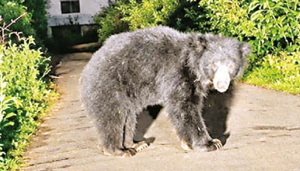 Bear wanders near Bhavanisagar Dam in search of food Bear wanders near Bhavanisagar Dam in search of food