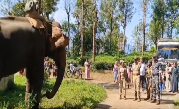 நீலகிரியில்  13-வது நாளாக தொடரும் புலி வேட்டை - ஓவேலியில் கும்கி யானைகளுடன் தீட்டுதல் பணியில் வனத்துறை தீவிரம்