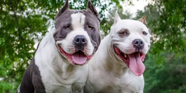 Pitbull dog