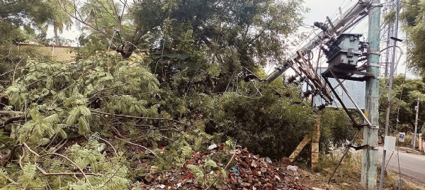 Massive tree snaps and falls onto electric pole, causing damage