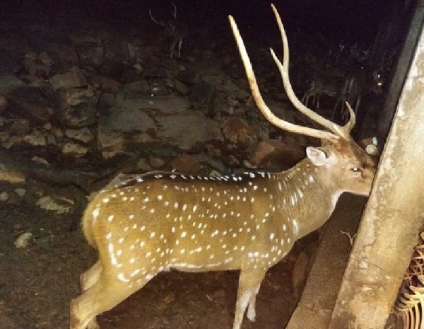 Deer poaching near Udumalpet