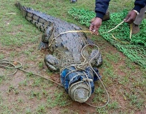 Crocodile trapped in fishing net in Godai River