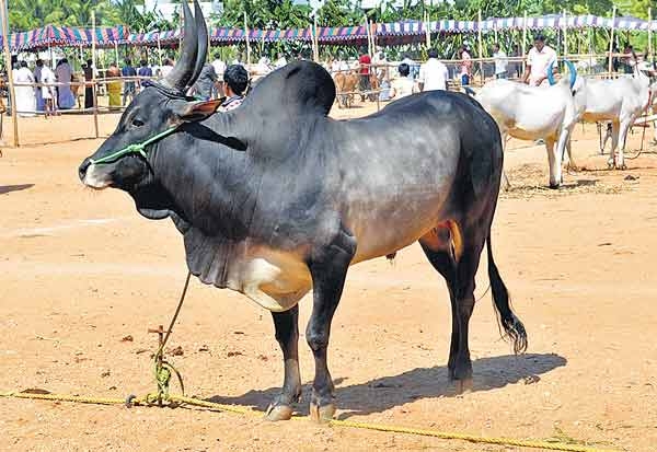 காளை காளை