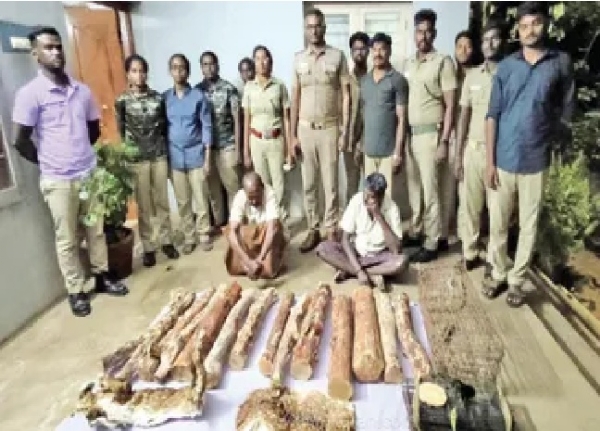 மணப்பாறை அருகே மான் தோல்கள், சந்தனக் கட்டைகள் பறிமுதல் - இருவர் கைது, முக்கிய குற்றவாளிக்கு வலைவீச்சு