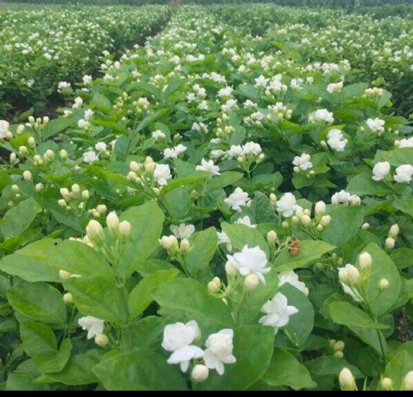 ம