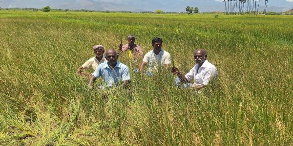 அணையில் தண்ணீர் திறந்தும் கடைமடை வயல்களுக்கு தண்ணீர் இல்லை - 60 ஏக்கர் நெற்பயிர்கள் கருகும் அபாயம்
