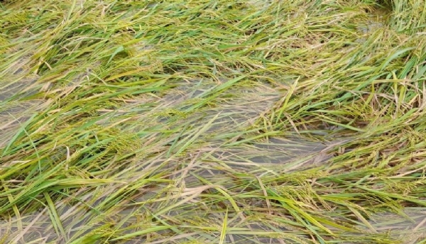 1,000 acres of paddy crops flattened and damaged by water in Tiruvarur