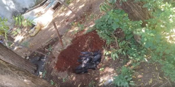 மர்மமான முறையில் காகங்கள் உயிரிழப்பு - காரணத்தை ஆராயும் கால்நடைத்துறை!