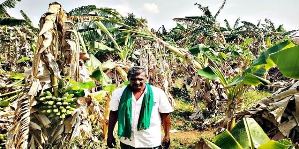 சூறைக்காற்றுடன் கனமழை - ஆயிரத்துக்கும் மேற்பட்ட வாழை மரங்கள் முறிந்து சேதம்