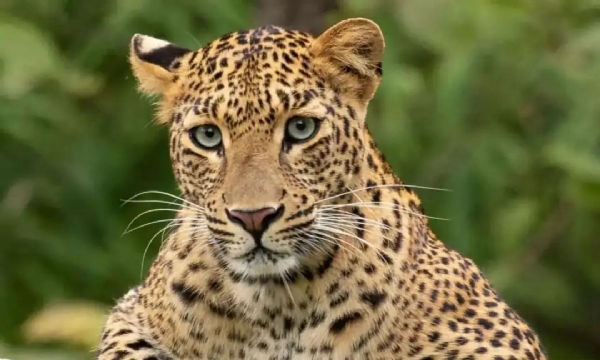 Cheetah